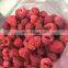 Fresh Frozen IQF Whole Raspberry for Yogurt Cake Topping Jam Smooth