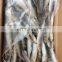 frozen sardine fish Sardinella Longiceps for bait and canning
