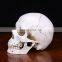 White New Resin Skulls Resin Model Medical Realistic lifesize