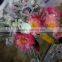 Fresh cut best selling peony flower bunches