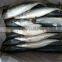 Frozen Pacific mackerel whole round
