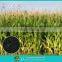 Agricutural staw decay agent