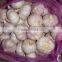 Professional Garlic Exporter for PK 5CM Garlic 20KG Mesh Bag Garlic