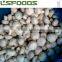 Frozen Mushroom Button Mushroom Champignon Mushroom