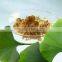 GMP Factory Supply Natural Gingko Extract with Ginkgo Flavone Glycosides