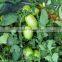Marina F1 (Pelleted) Hybrid Tomato Seeds