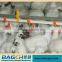Best Selling OEM Automatic Chicken Farm Equipment Trading Company