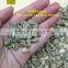 High quality and good price green arabica coffee beans