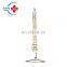 HC-S210 medical Anotomy model skeleton Life-size human large spine skeleton teaching model  Life-size Spine model