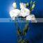 Good smell promotional lisianthus seeds eustoma grandiflorum