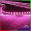 Cheap price SMD 2835 outdoor led strip lights waterproof