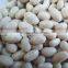 White beans (baisha) with good quality for sale