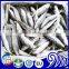 Fresh Frozen Horse Mackerel Fish whole round small eye scad