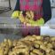 China market Price for ginger fresh ginger ginger mypet