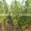 sweet fresh Cherry seedling
