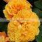 All rose variety