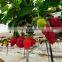 Green House NFT PVC Hydroponic Pipe for Strawberry