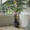 foliage artificial plant Grand Phoenix Palm
