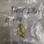T40C2800, Norgren, Schalld?mpfer mit G1/4'-Gewinde