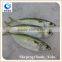 new arrival frozen fish indian mackerel importers