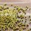 Food grade green mung beans(Heilongjiang)