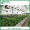 NFT Hydroponics Cultivation System for Lettuce
