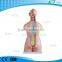 XC-208 40 Parts Unisex human Torso model 85CM