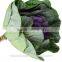 2016 wholesale high quality purple peony cut flowers