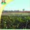 100% new hdpe UV Treated anti bird net