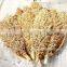 Snow white sorghum