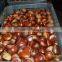 fresh chestnut wholesale