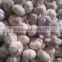 fresh garlic new crop