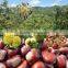 Sweet Fresh Chestnut in Shell Wholesale Chestnut