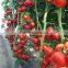 Good quality Hybrid red fruit Tomato seeds for growing- Holland No.4