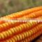 Yellow corn price India / Best price animal feed yellow corn < 14 % Moisture