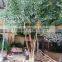 SJ artificial banyan tree with PE leaves decoration