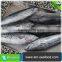 Best Deep Sea Halal Bonito