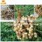 Multifunctional Dry or Wet Groundnut Picker Peanut Picking Machine
