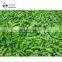 Sinocharm BRC A Approved 2-4CM IQF Green Asparagus Center Cut Frozen Asparagus cut