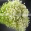 High quality manufacture flower arrangements with gypsophila