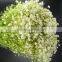 Fashionable best sell 2016 white gypsophila