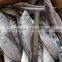 4-6 pcs per kg 20cm up horse mackerel