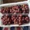 Factory supply sweet red grapes for sale