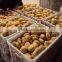 Hot Selling Fresh Holland Potato from China