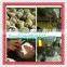 GF series tubular coconut oil centrifuge machine