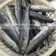 Frozen Fresh King Fish