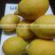 ADALIA YELLOW LEMON