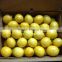 Fresh Citrus Fruits /Yellow LemonAdalia - Verna - green lime