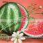 water melon oil