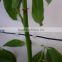 65mmL Gardening Plant Clip Kiwi Clip
